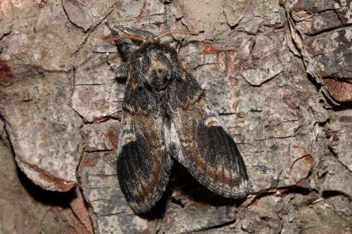 Notodonta tritophus